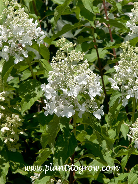 The large inflorescence. (pyramidal panicle) (August 11)